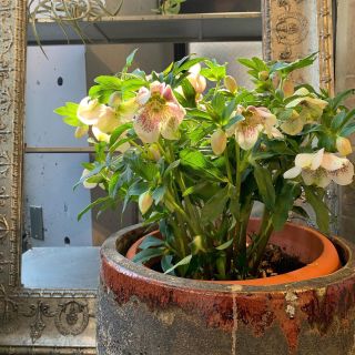 Dedica 兵庫県芦屋市にある花屋 ブライダル装花 アレンジメント写真などをご紹介いたしております